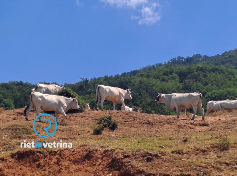 Lazio, pubblicato bando a favore degli allevatori di bovini da latte