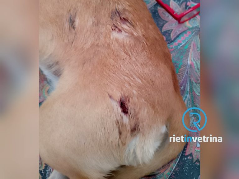 SEI TU IL REPORTER – “Il mio Ricky morso da cani lasciati liberi. Ha rischiato la vita”