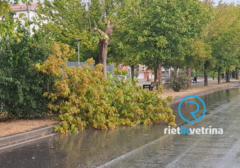 Maltempo, ramo caduto in viale de Juliis, corsia occupata