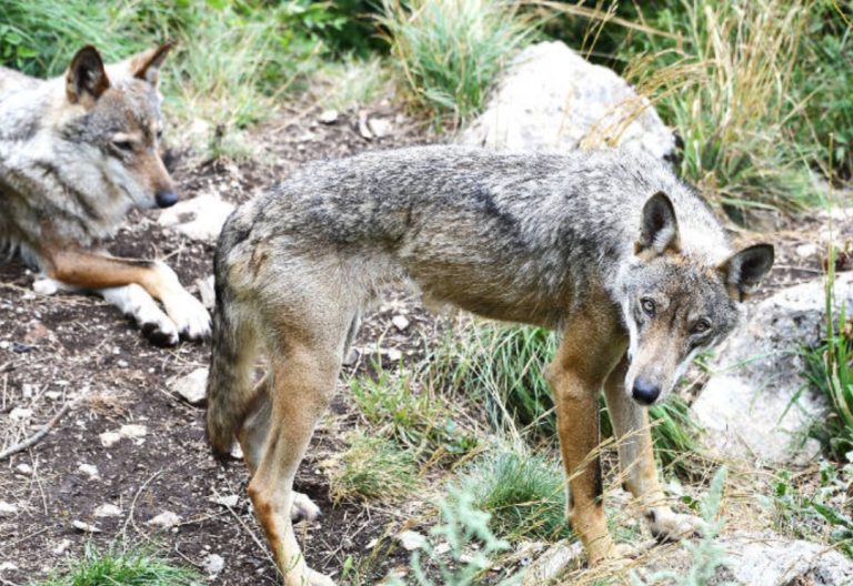 WWF: “Chiediamo al Comune di Amatrice di non creare infondato allarmismo sui lupi”
