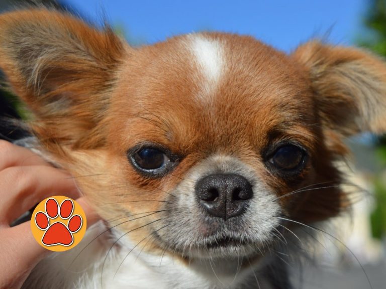 Tesori a quattro zampe il 1° settembre ospite di “Una giornata da cani” a Poggio Mirteto
