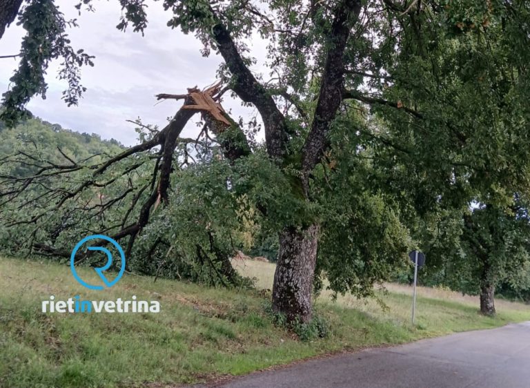SEI TU IL REPORTER – “Rami pericolanti a Madonna del Passo – Vazia”