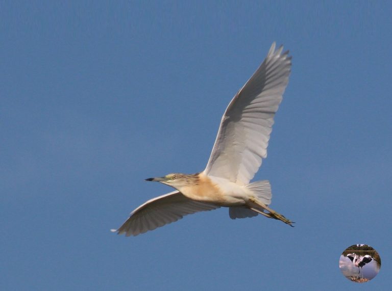 Inizia il Progetto MonOrniTech per il monitoraggio degli uccelli alla Riserva Laghi Lungo e Ripasottile