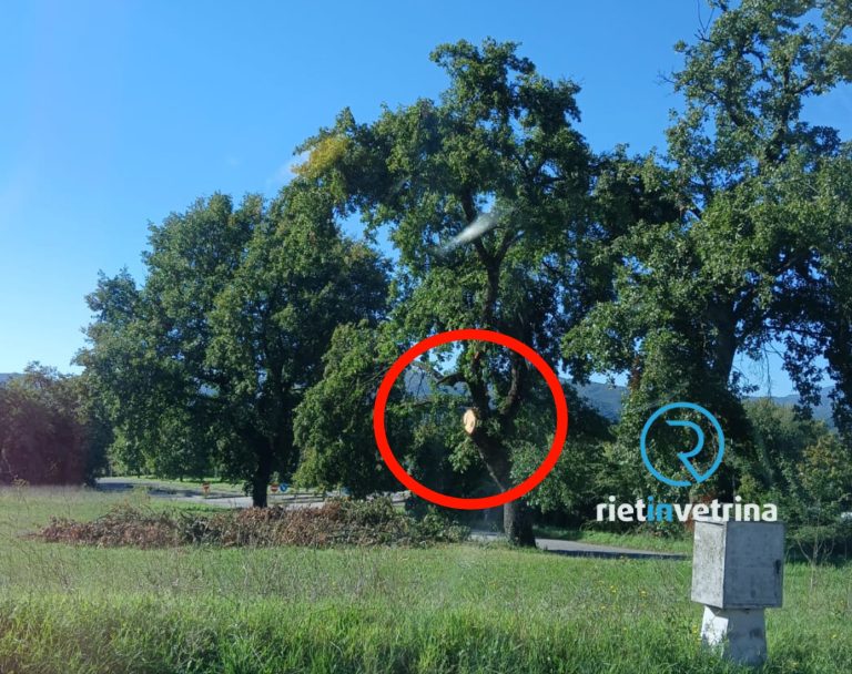 “Ringrazio Rietinvetrina: dopo il vostro articolo messo in sicurezza l’albero di Madonna del Passo”