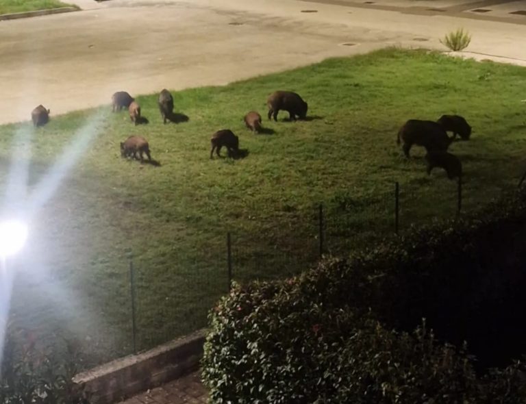 SEI TU IL REPORTER – “Sono due sere che sotto casa abbiamo 13 cinghiali!”