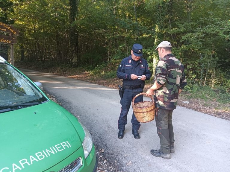 Raccolta funghi, Forestali controllano oltre 200 persone. Elevati 25 verbali amministrativi per 3.000 euro