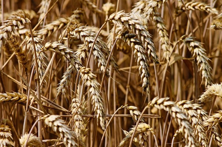 ITS Academy, aperte le iscrizioni al corso di Tecnico Superiore per Bioeconomy e Turismo Rurale