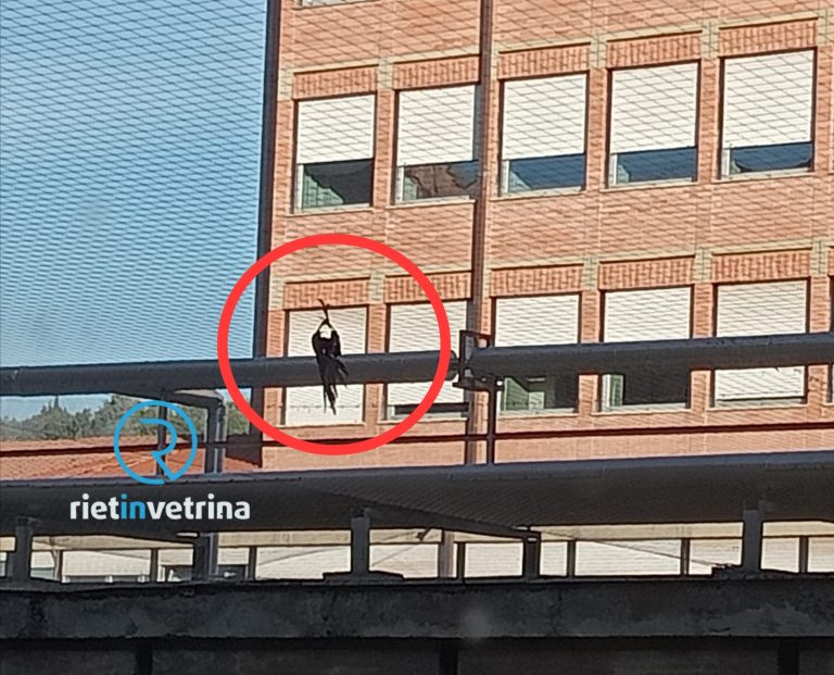 SEI TU IL REPORTER – “E’ normale che al de Lellis vengano lasciate le carcass* dei piccioni mort* appese alle reti a macerare?”