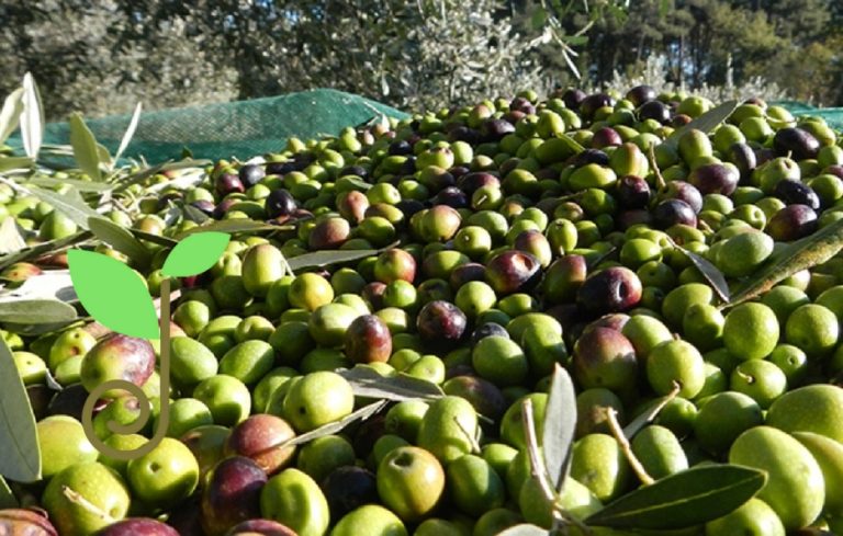 L’IA per l’internazionalizzazione dei prodotti agroalimentari: webinar gratuito il 16 settembre