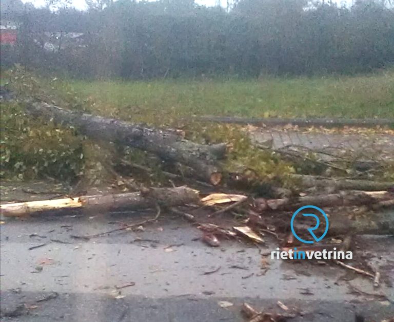 Maltempo, caduto un albero in via Donatori di Sangue
