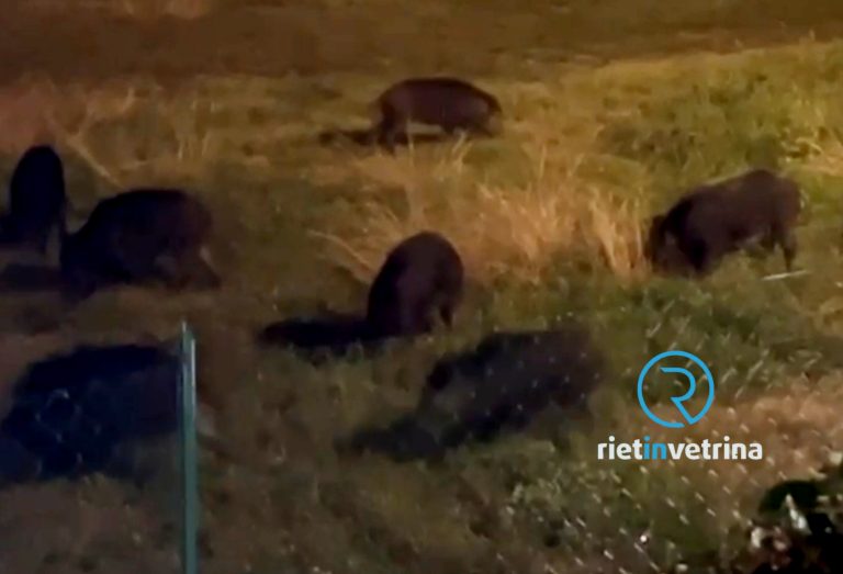 ►VIDEO – Ancora cinghiali sotto le case a Campoloniano