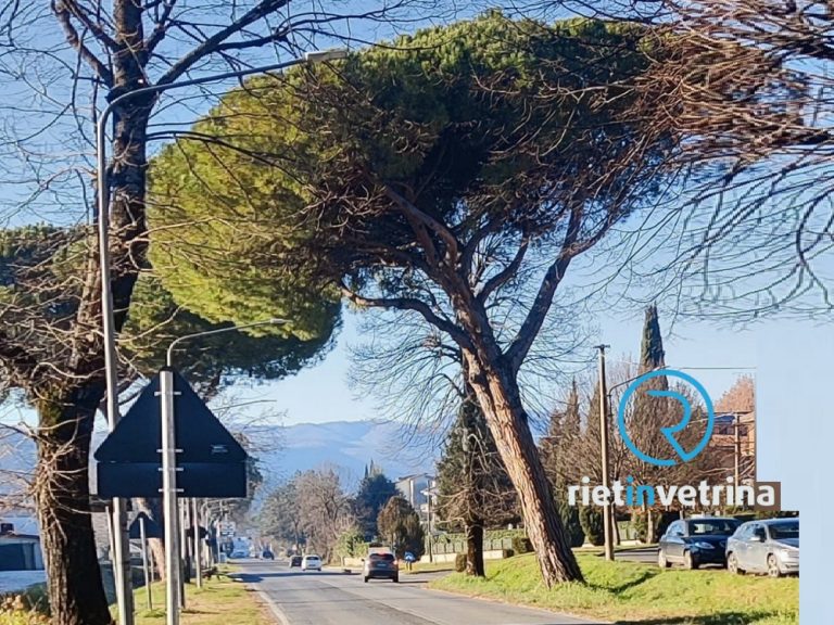 SEI TU IL REPORTER – “Segnalo pericolo caduta pino sulla Teminillese altezza campo ex Scia”