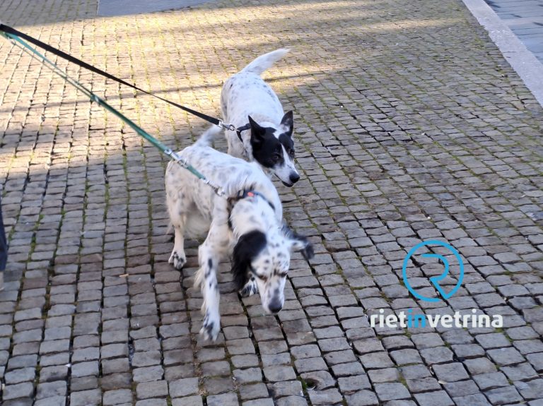 Benedetti a Sant’Agostino gli amici animali nella giornata di Sant’Antonio Abate