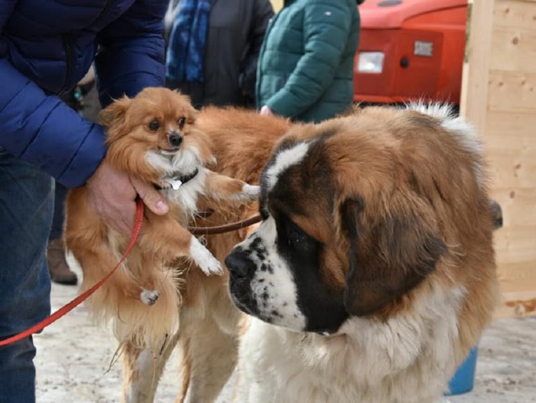 Venerdi 17 gennaio la Benedizione degli Animali a Sant’Agostino