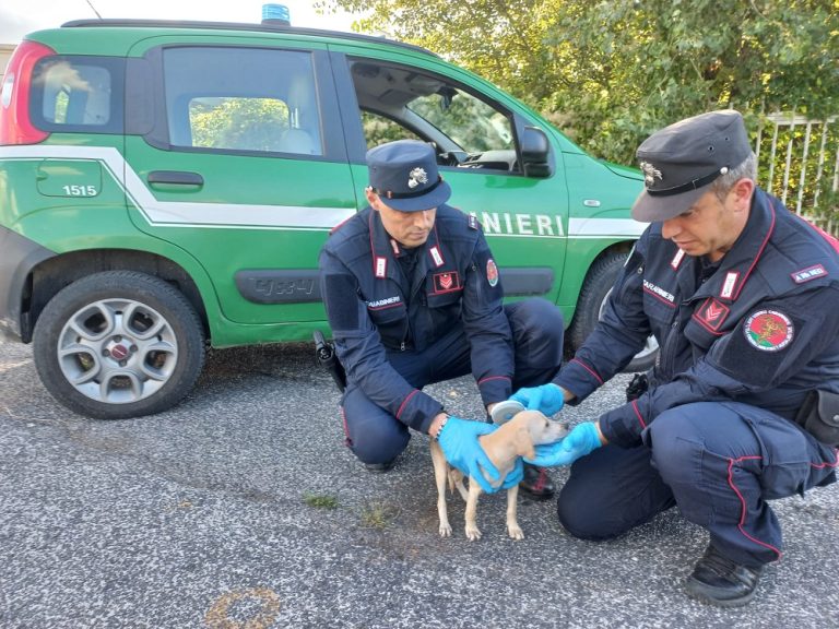 Rieti, sequestrati 26 cani detenuti in condizioni gravemente non idonee da una donna recidiva