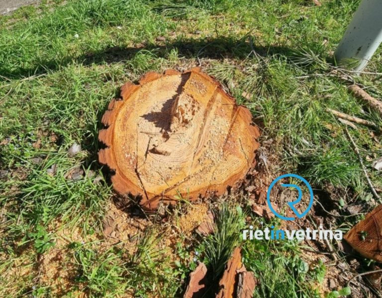 Alberi tagliati in via delle Magnolie, European Consumers: “Comune di Rieti contro i criteri di riforestazione urbana”