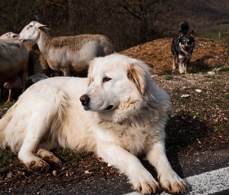 Fine settimana fotografico da Utopia con “Le Cronache di Norcia”