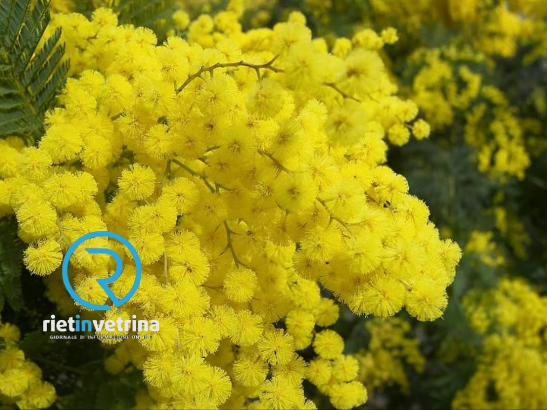 8 marzo, Festa delle Donne... e non solo! Auguri da Rietinvetrina e