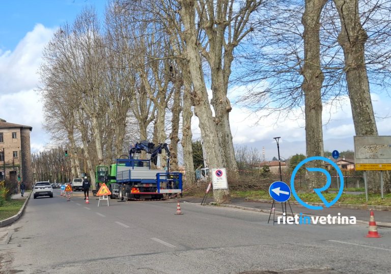 Lavori di potatura in viale Morroni: traffico a rilento
