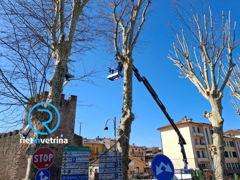 Potature delle alberature e sfalcio: proseguono gli interventi settimanali