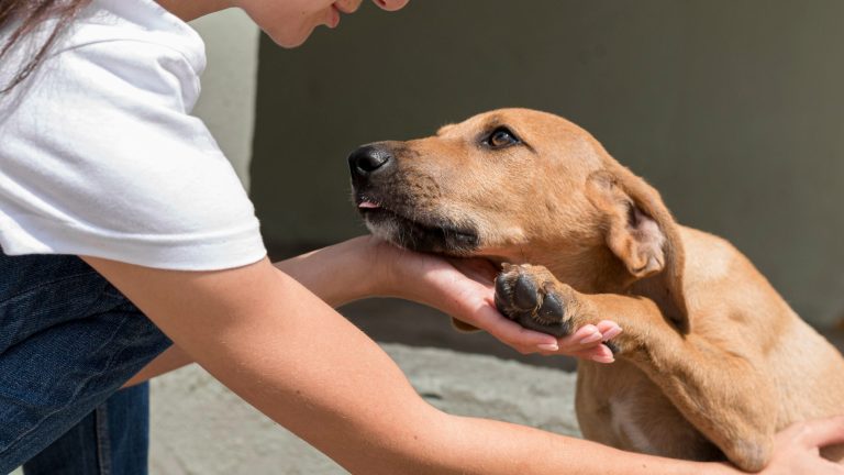 Nuovo Canile di Rieti, prosegue l’iter. Approvate PFTE e variante puntuale