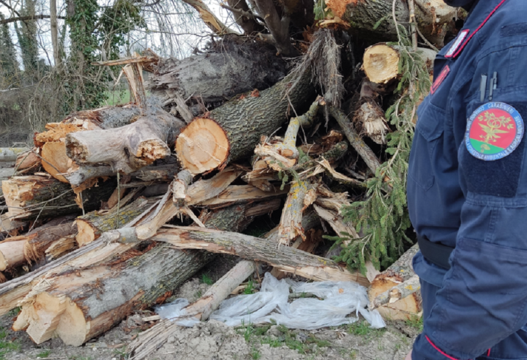 Tagliano abusivamente 1.200 quintali di legna da ardere: denunciate e sanzionate tre persone