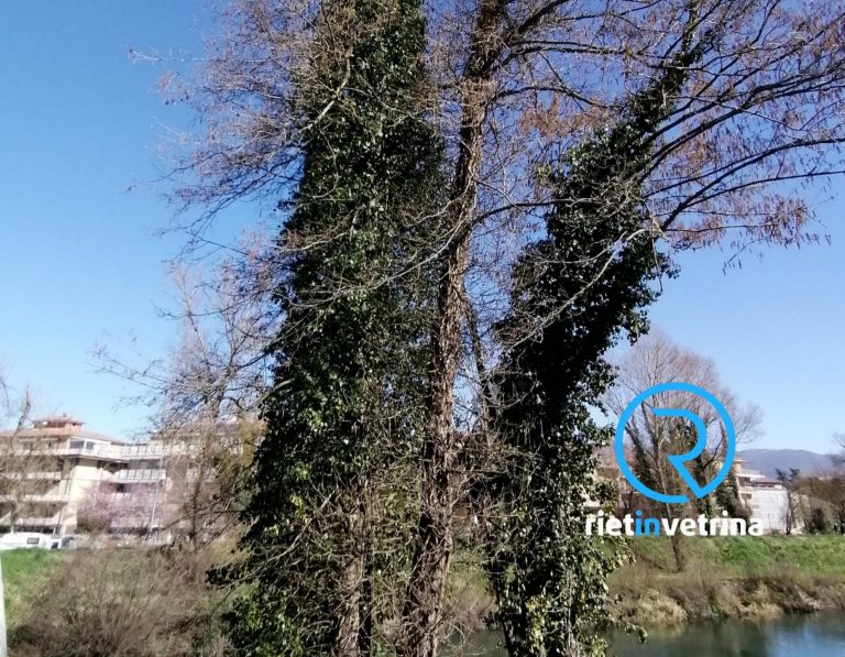 SEI TU IL REPORTER – “Qualcuno si prende cura degli alberi sulle sponde del Fiume Velino zona chiuse?”