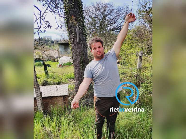 Trova a Vazia un asparago di 185 centimetri, ma il record rimane al Molise