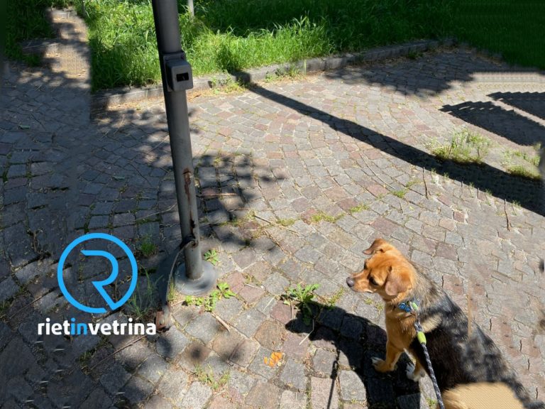 SEI TU IL REPORTER di Rietinvetrina – “Mai più reinstallati i cestini distrutti da vandali in via Liberato di Benedetto”