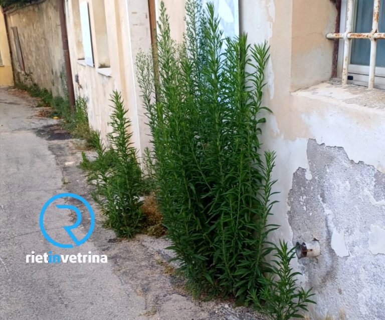 SEI TU IL REPORTER – Antonella: “L’erba nelle vie del centro storico di Rieti ha raggiunto i primi piani delle case”