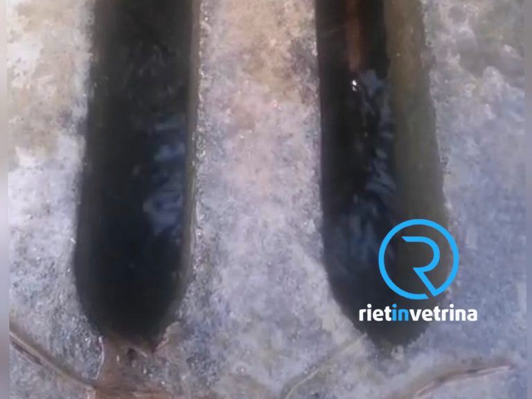 SEI TU IL REPORTER – Carlo: “C’è una vistosa perdita di acqua nei Giardini di Ito a piazza Marconi”