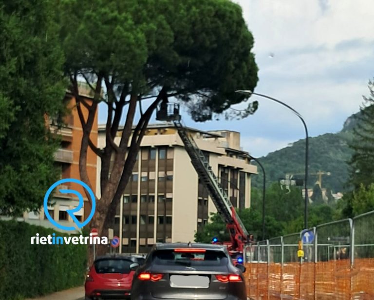 Rami pericolanti in via Theseider. Pompieri sul posto