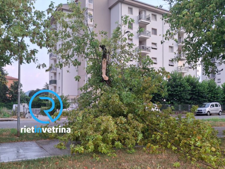 Maltempo, albero si spezza e cade in viale de Juliis