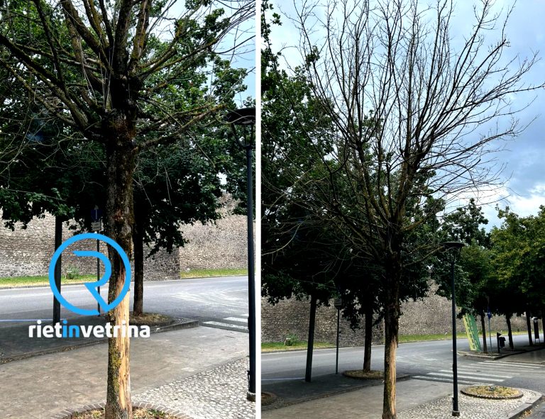 SEI TU IL REPORTER di Rietinvetrina – “Segnalo albero secco e pericoloso in viale Canali”