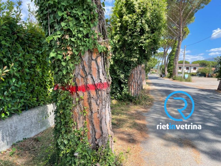 Anche in via Ricci alberi contrassegnati per il taglio