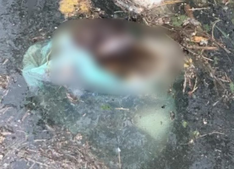Orrore a Rieti, trovati due cani mørti dentro una busta di plastica