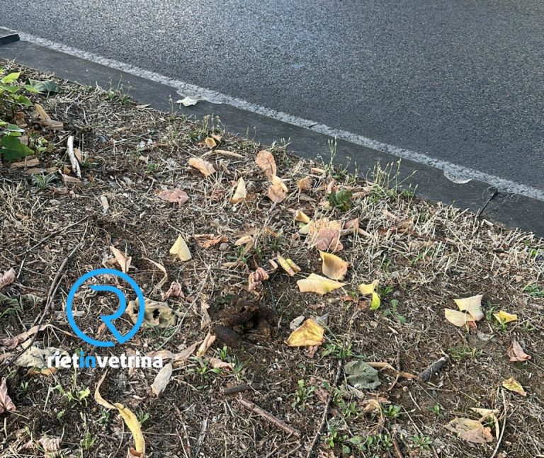 SEI TU IL REPORTER di Rietinvetrina – “Appello ai concittadini, raccogliete le deiezioni dei vostri cani, soprattutto ora in periodo di Febbre del Nilo”