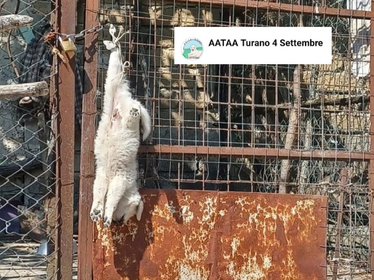Cucciolo di cane morto appeso al cancello. La denuncia dell’Associazione AATAA Turano 4 Settembre