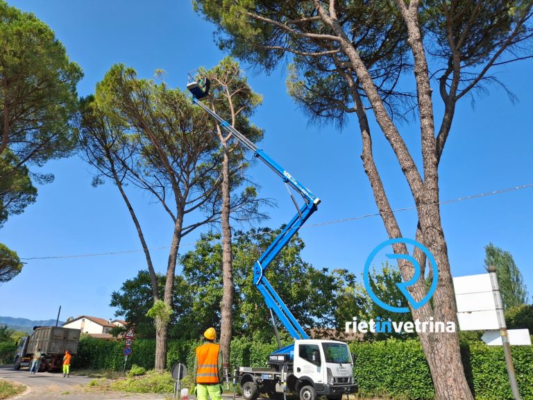 In via Ricci in corso taglio dei Pini ritenuti malati