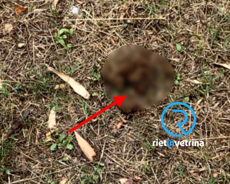 SEI TU IL REPORTER – “In via della Chimica aiuole stracolme di deiezioni canine e i padroni non le raccolgono”