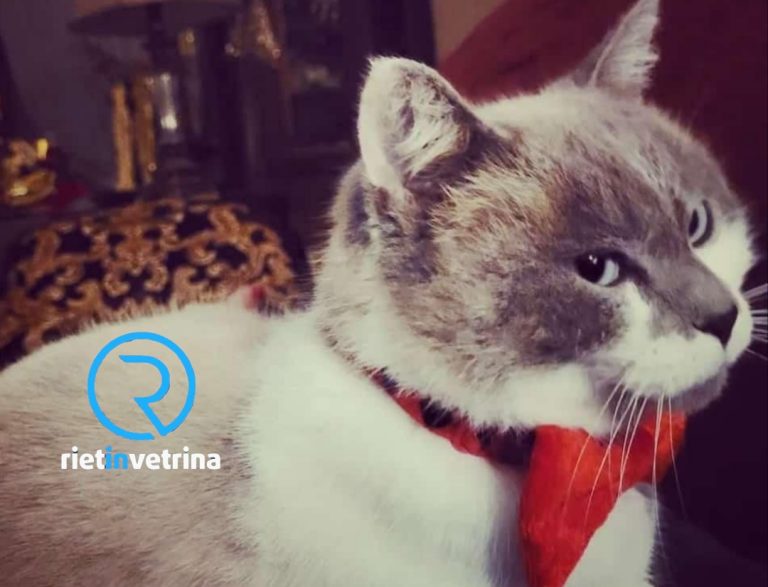 Smarrita Bianca zona Piana Reatina, la famiglia è disperata. Qualcuno l’ha vista o presa?
