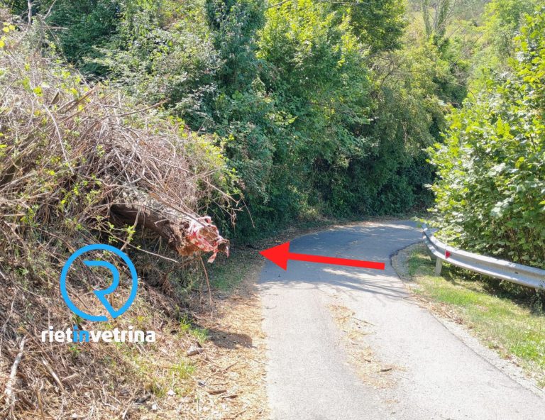 SEI TU IL REPORTER di Rietinvetrina – “A Cantalice il tronco di un albero spezzato mette a rischio l’incolumità delle persone”