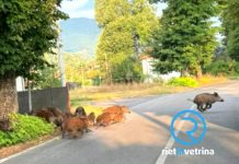 Branco di cinghiali sulla Tancia, torna il rischio incidenti