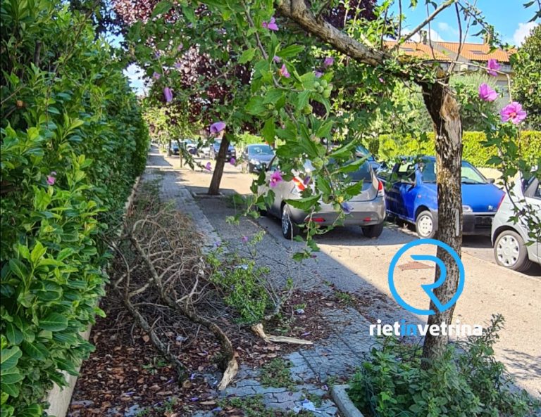 SEI TU IL REPORTER di Rietinvetrina: “Albero spezzato e pericolante in via Majorana”