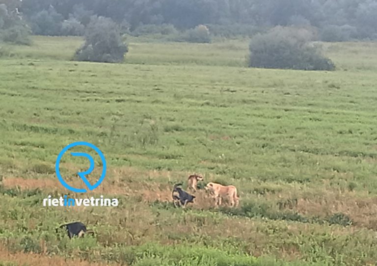 SEI TU IL REPORTER di Rietinvetrina – “Siamo preoccupati per un branco di cani che vagano nella Piana Reatina”
