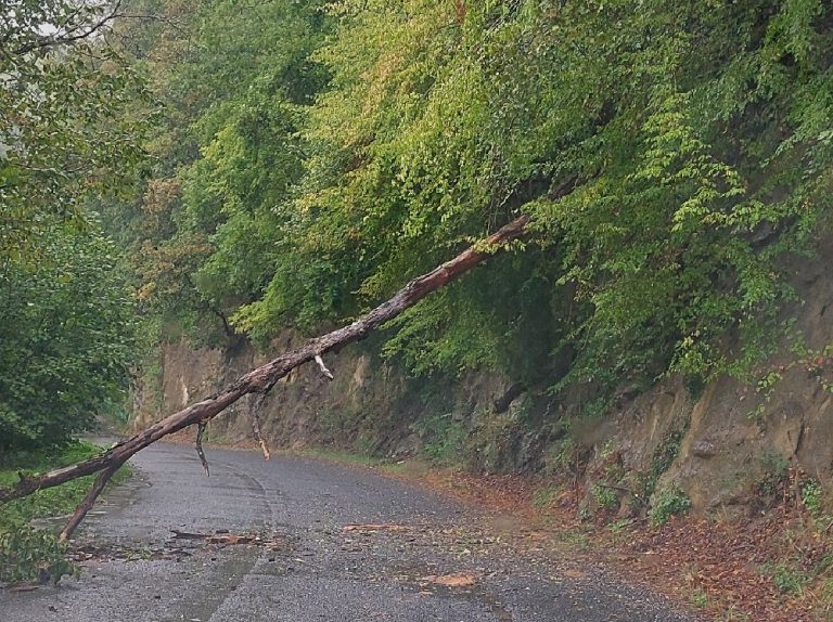 Maltempo, albero spezzato e caduto a Gamagna direzione Fiumata
