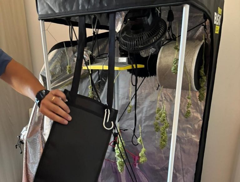 Arrestato un uomo per coltivazione di Marijuana nel proprio giardino