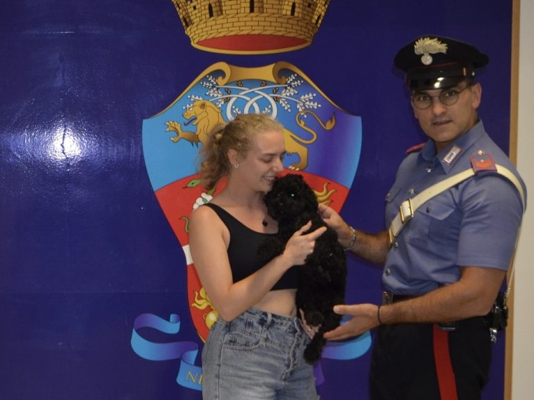 Barboncino vaga tra le auto sulla Salaria zona Porta d’Arce. Salvato dai Carabinieri