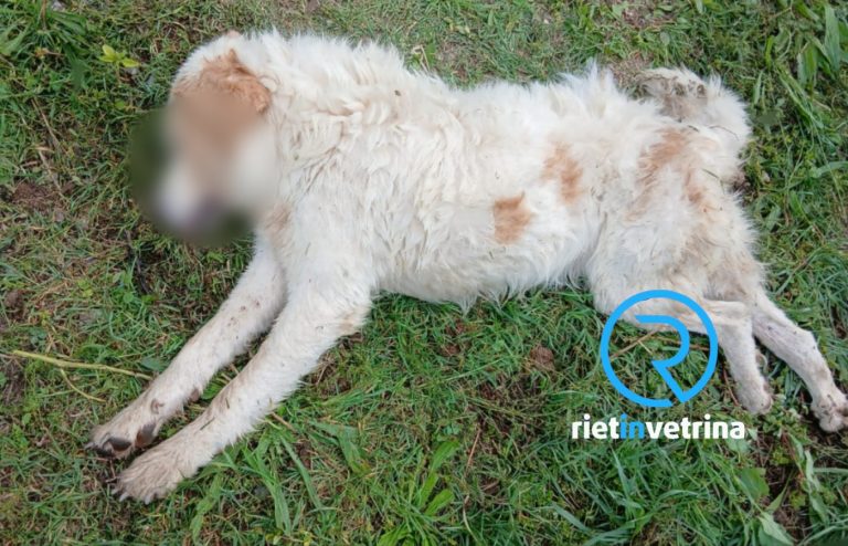 Massacrọ a Cottanello: cane mọrtọ avvelenato ed un secondo è in fin di vita