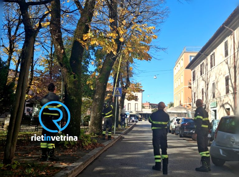 Rami pericolanti in piazza Cavour, sul posto i Vigili del Fuoco